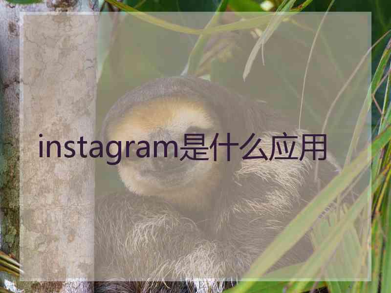 instagram是什么应用